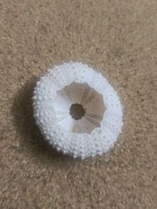 Sea Urchin