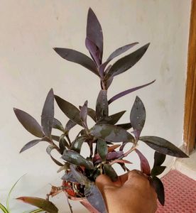 3 Set Moses Cardle, purple Heart ,Pandanus veitchi