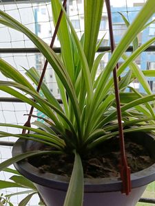 Spider Plant