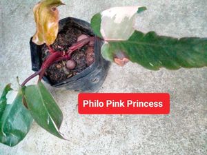 Collection Of 3 Plants Combo