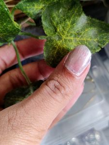 Nail Polish/ Nail Paint- Orange, Silver, Aqua Green