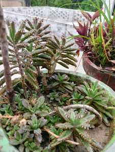 Kalanchoe Plant Tow