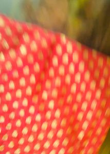 Red & Gold Polka Dot Fabric