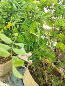 White Aprajita Plant