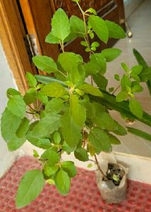 3 set  Colues &amp;Tulasi &amp; Lilly Plants