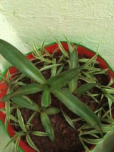 one rhoeo and Single Spider plant