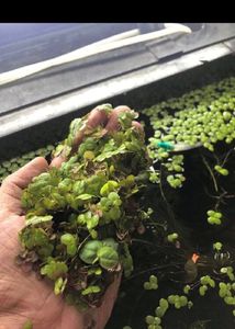 Duck Weed Aquarium Live Floating Plant
