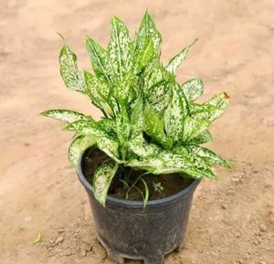 Aglaonema Indoor/Outdoor Plant With Pot.
