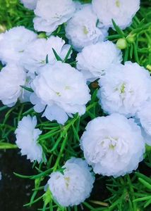 White Portulaca Flower Plants With Roots
