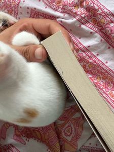 To Kill a Mockingbird - Harper Lee