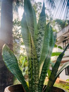 Compo Of Snake Plant And Other