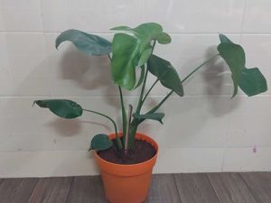 Monestera (7 Leaves)