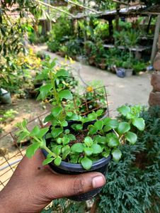Tangled Heart Plant
