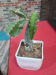 Dragon Fruit Plant Without Pot