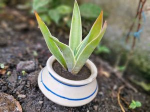 Mini Ceramic Potted Succulent