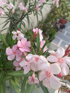 Oleander Plant Seeds Home Grown