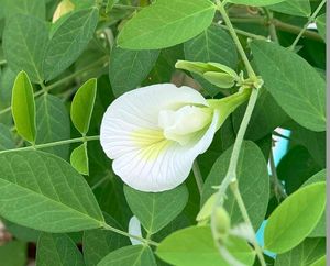 White Aprajita Plant Seeds