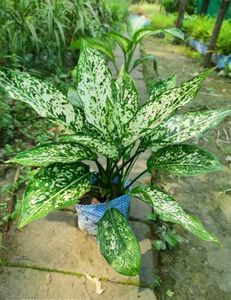 Aglaonema Indoor/Outdoor Plant With Pot.