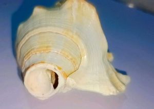 Pooja Shank Or Seashell