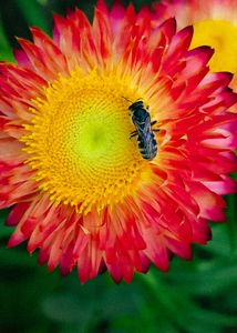 Strawflowers Seeds