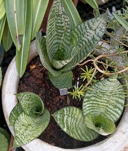 3 Varieties of Sansevieria Plant - Snake Plan