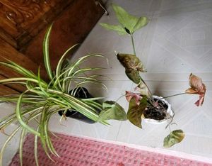 Set Arrowhead Vine &amp; Pandanus Veitchii Plants