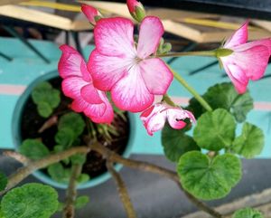 Hybrid Pinky White