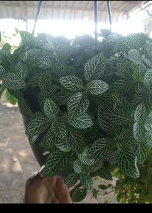 Combo 6 Plant