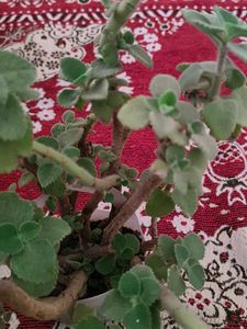 Potted Plant