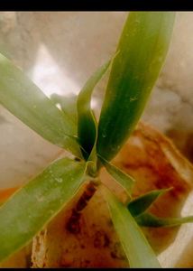 Combo Of 8 Plants For Kitchen Garden