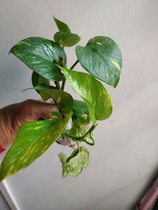 Combo Indoor Oxygen Plants
