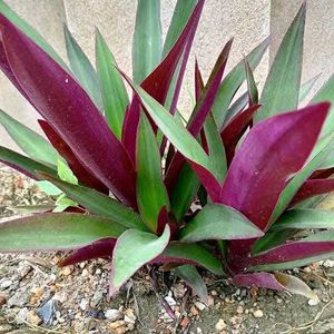 Rhoeo Plant, Scientific name -Tradescantia