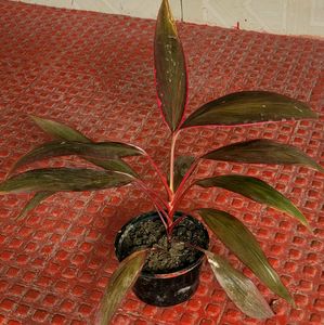 Dracaena Red Ruby Plant 🌵&amp; Pot