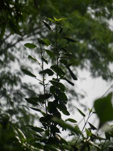 Nikon Coolpix S9100 Camera