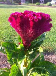 Beautiful Cockscomb Flower Plants