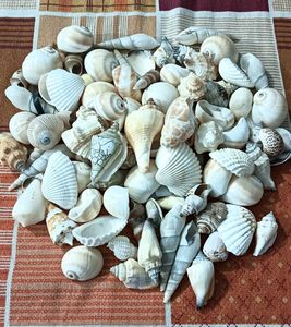 Seashell Collection - Beach Decor