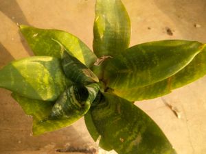Sansevaria Bird Next Snake Plant Healthy With Root