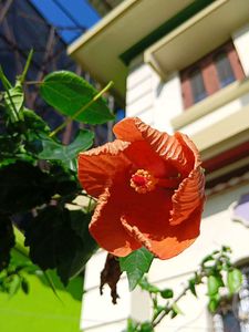 Red And Orange Hibiscus Cutting Saplings