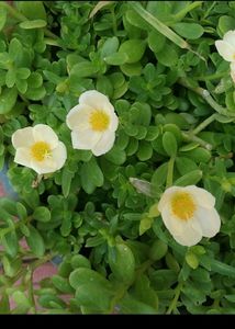 Combo 10 VarietyMoss Rose And 9&#34;O Clock Live Plant