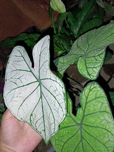 Caladium Plant