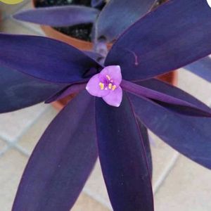 Purple Heart Plant