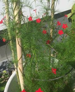 Red Creeper Wine Seeds