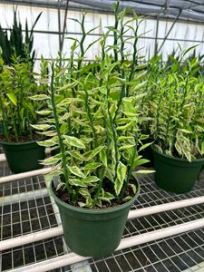 4 Diff Plant Aglaonema Red Emerald