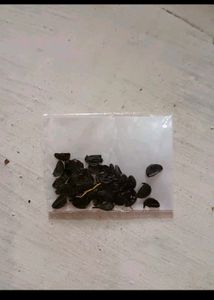 Rain Lilly Seeds