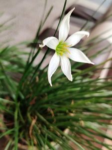 white rain lilly bulbs