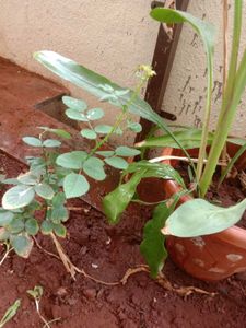 White Flowers Plant Combo