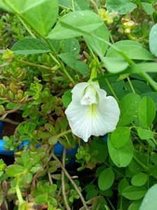 Aparijata/Butterfly Seeds