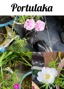 Plants And Seeds