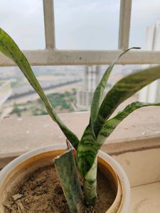 Live Snake Plant Withou