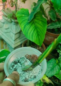 Monstera Aurea